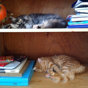 bookshelf cats